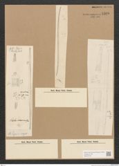 Diatomeae indet. Zeichnungen Sammlung Grunow Nr. 4508 (NHMW-BOT-W0372476)